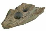 Incredible Lower Jurassic Crocodile Skull - North Whitby, England #123531-1